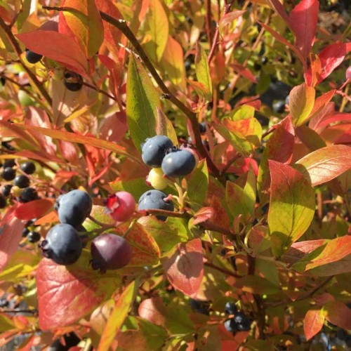 Pot Grown Blueberry Bush Bonus | ScotPlants Direct